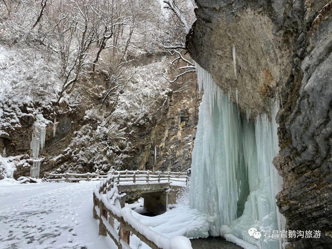 半山青黛半山雪，春日官鹅显妖娆