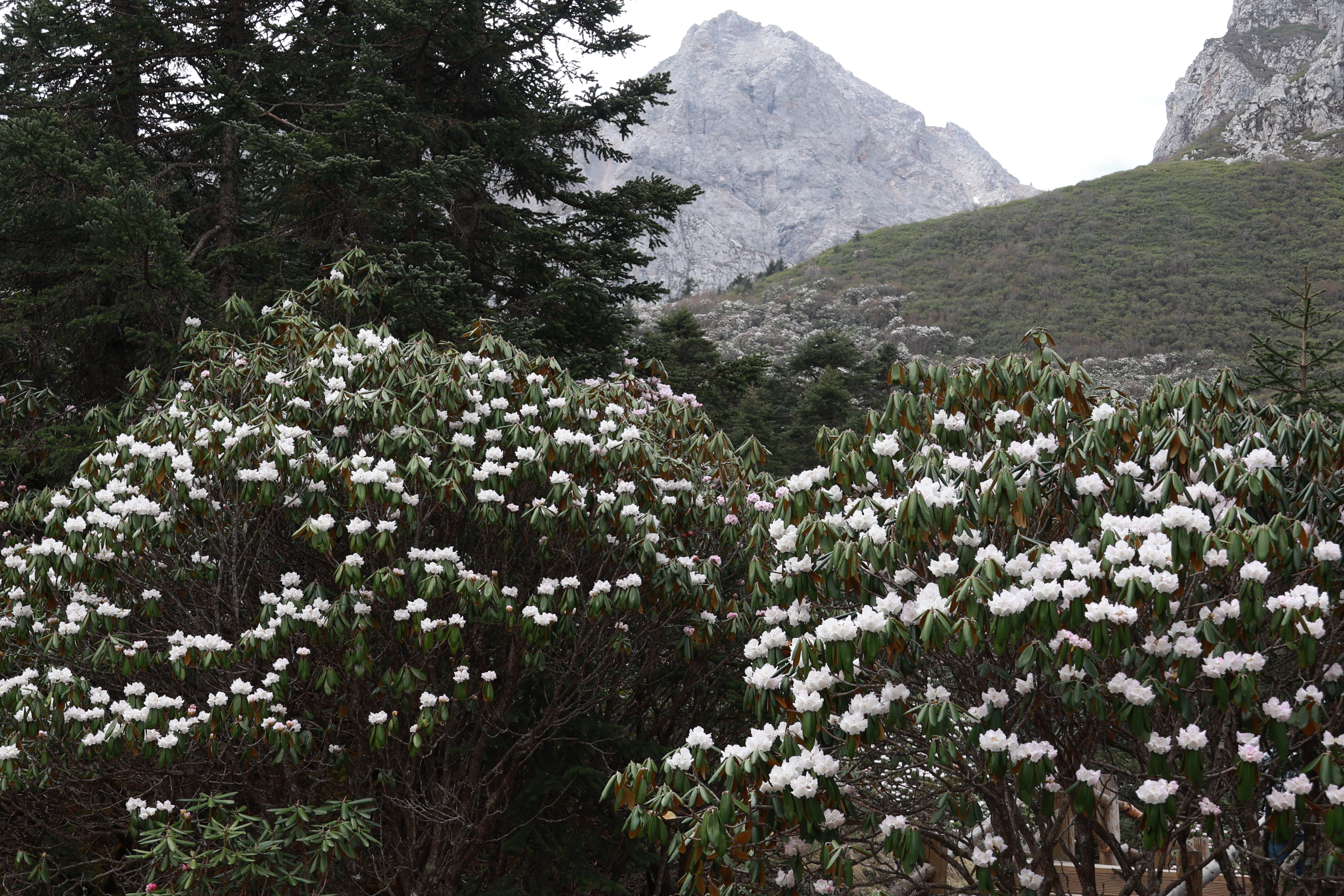 雷古山杜鹃花正是盛开时节